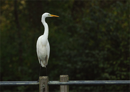 vergrößern