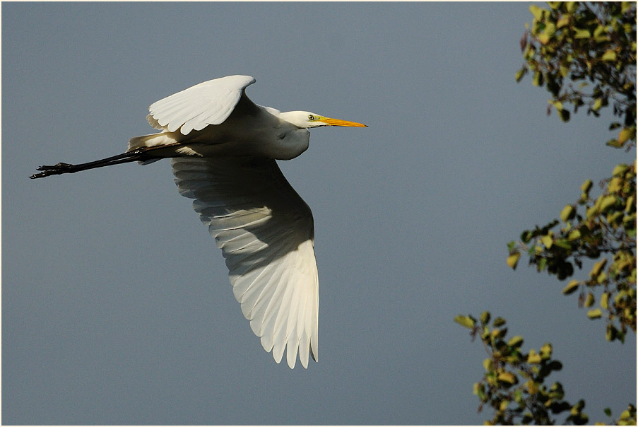 Silberreiher (Casmerodius albus)