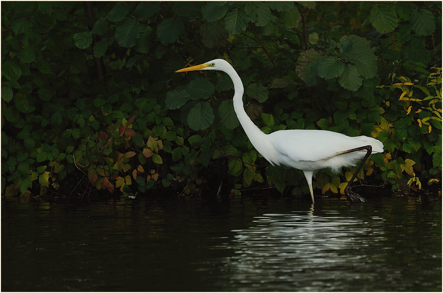 Silberreiher (Casmerodius albus)
