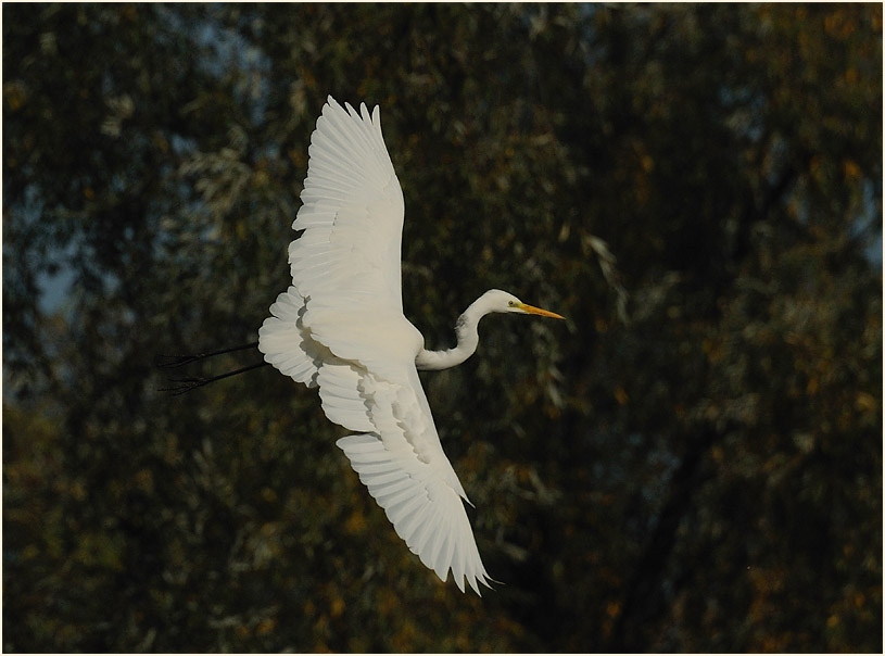 Silberreiher (Casmerodius albus)