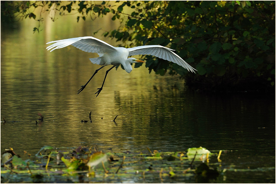 Silberreiher (Casmerodius albus)