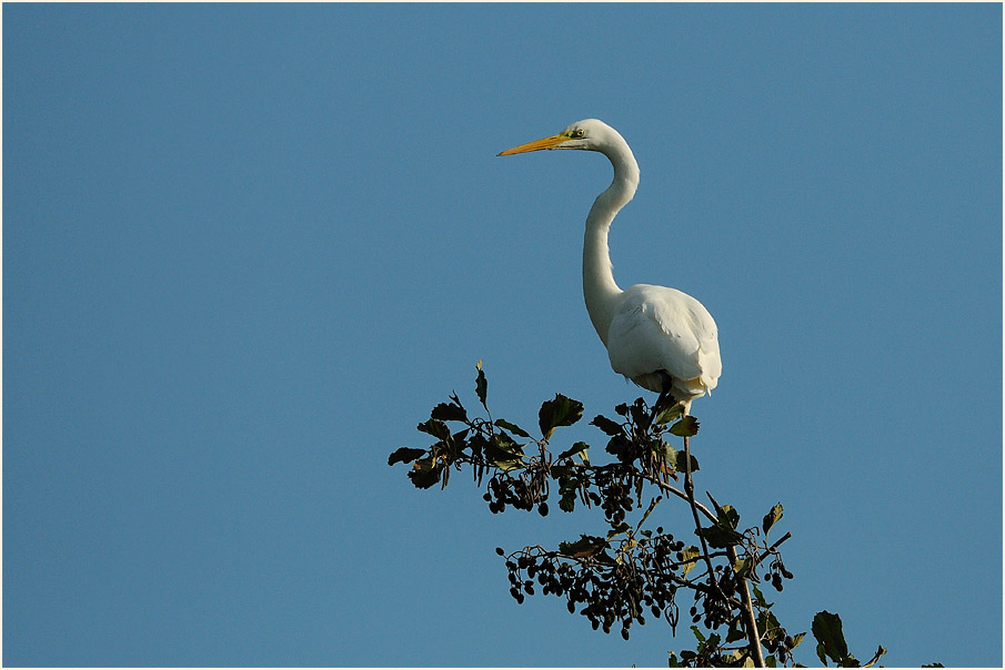 Silberreiher (Casmerodius albus)