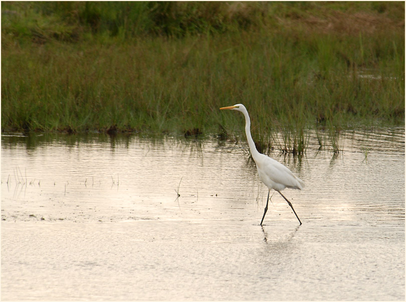Silberreiher (Casmerodius albus)