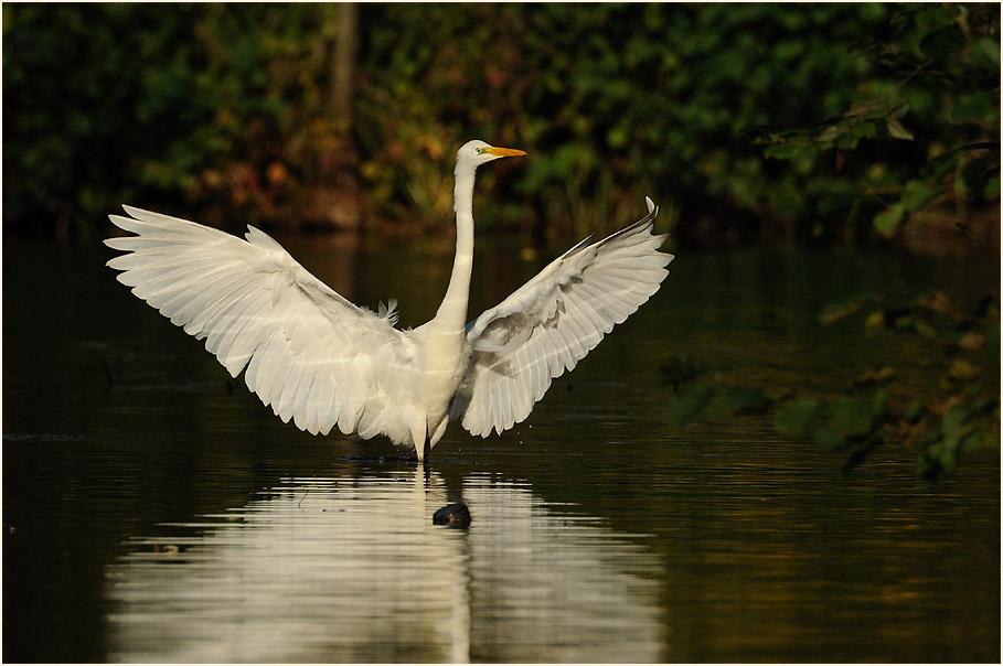 Silberreiher (Casmerodius albus)