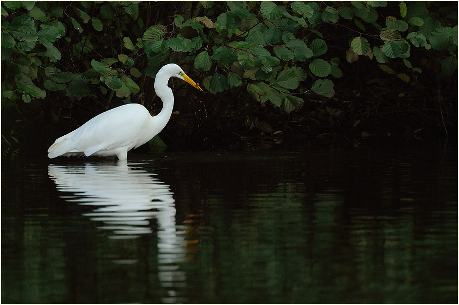 Silberreiher (Casmerodius albus)