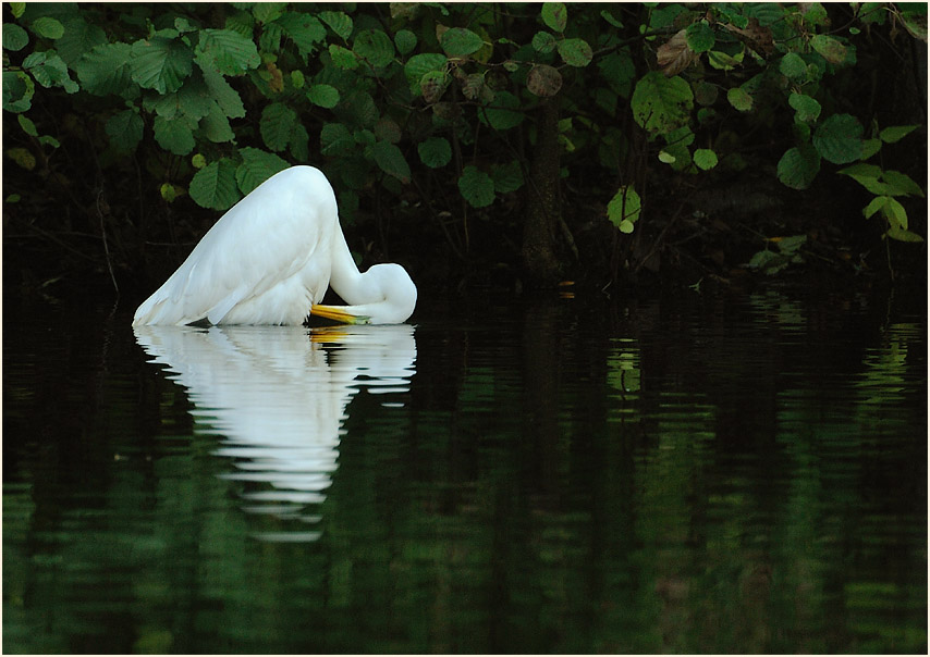 Silberreiher (Casmerodius albus)