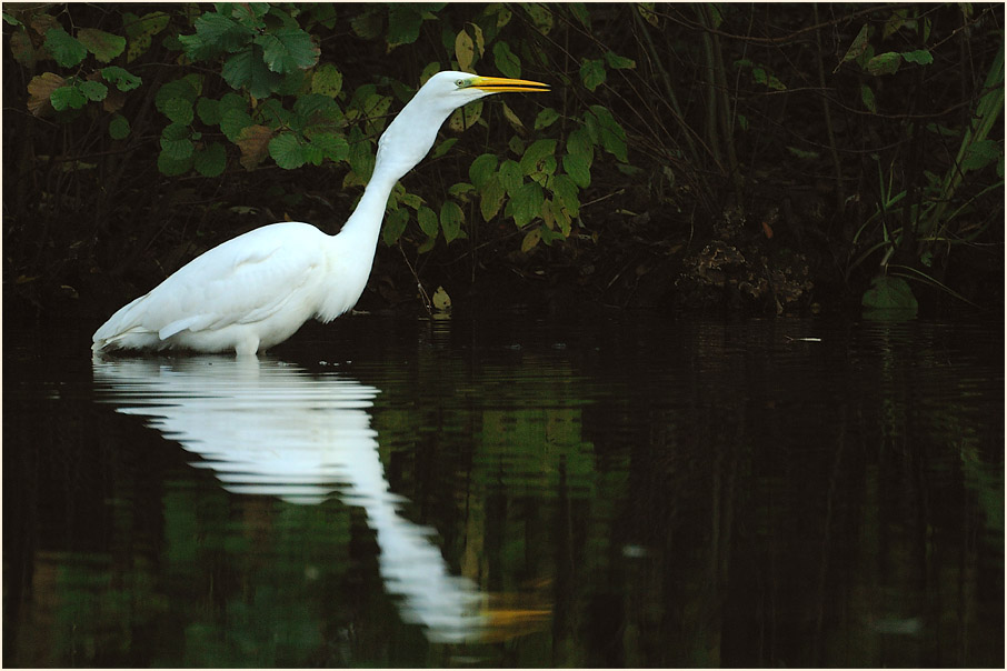 Silberreiher (Casmerodius albus)
