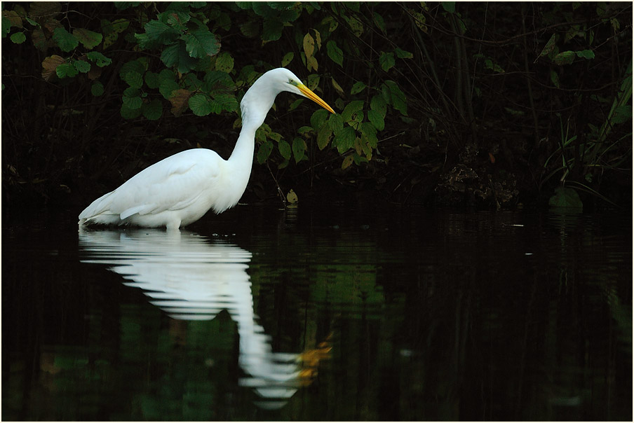 Silberreiher (Casmerodius albus)