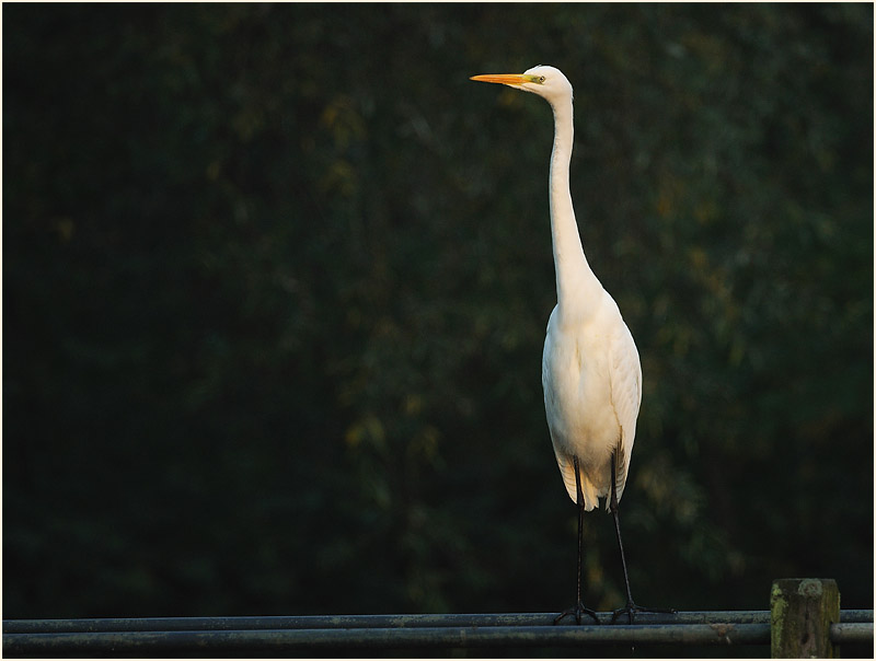 Silberreiher (Casmerodius albus)