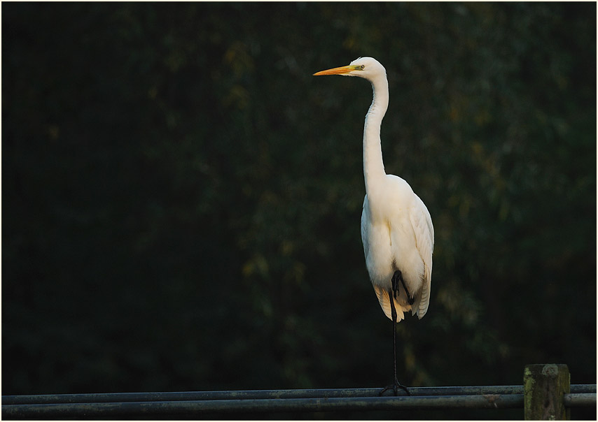 Silberreiher (Casmerodius albus)