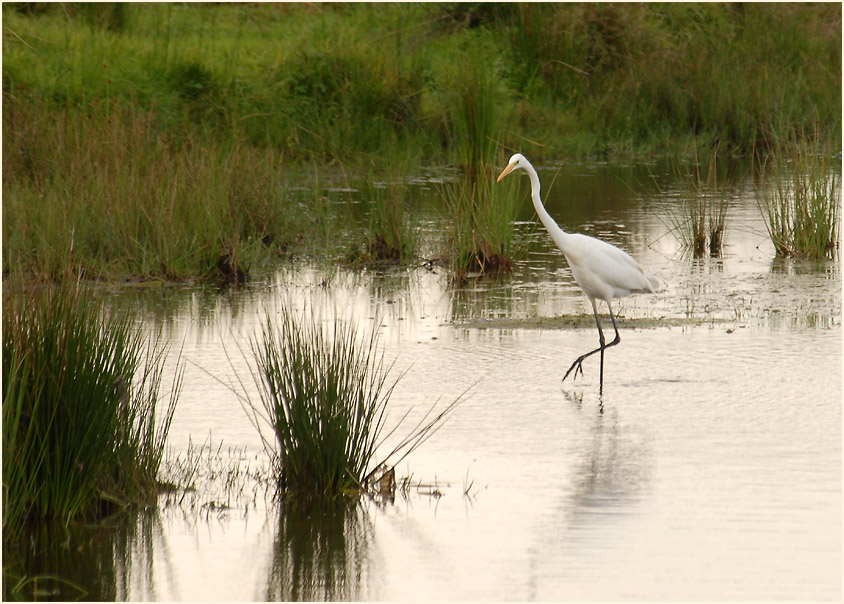 Silberreiher (Casmerodius albus)