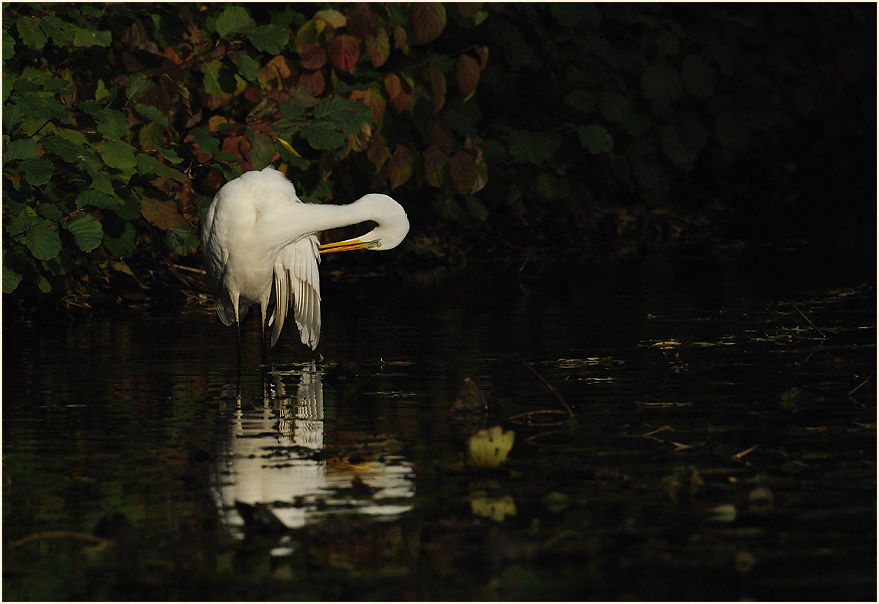 Silberreiher (Casmerodius albus)