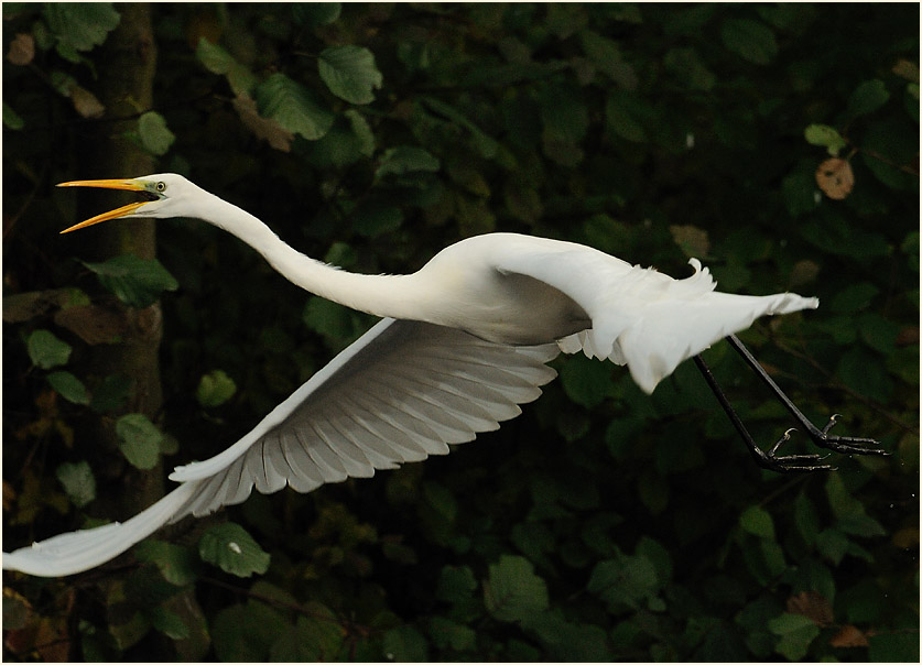 Silberreiher (Casmerodius albus)