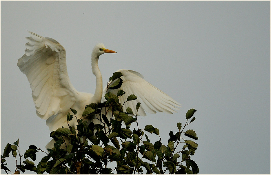 Silberreiher (Casmerodius albus)