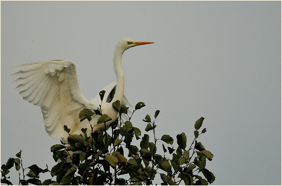 Silberreiher (Casmerodius albus)