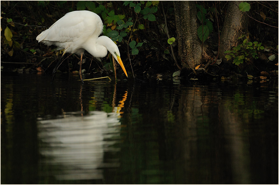 Silberreiher (Casmerodius albus)