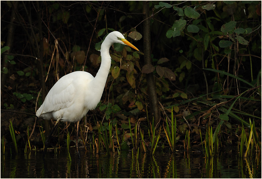 Silberreiher (Casmerodius albus)