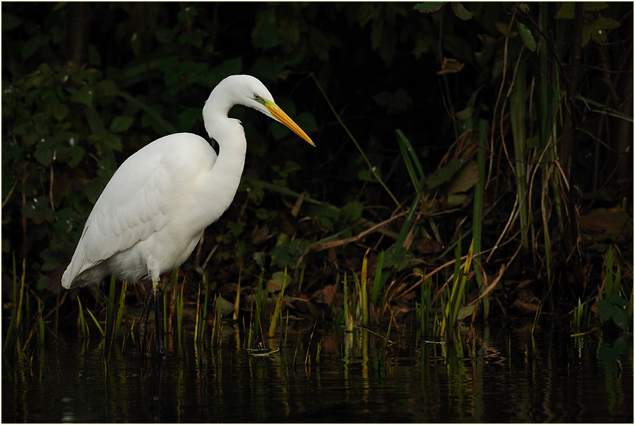 Silberreiher (Casmerodius albus)