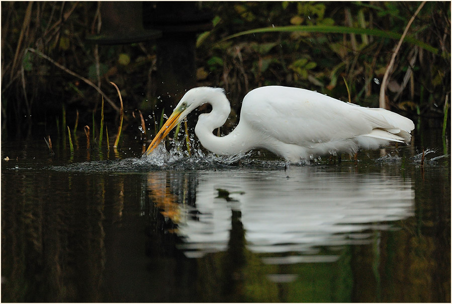 Silberreiher (Casmerodius albus)