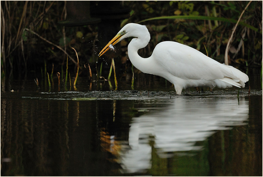 Silberreiher (Casmerodius albus)