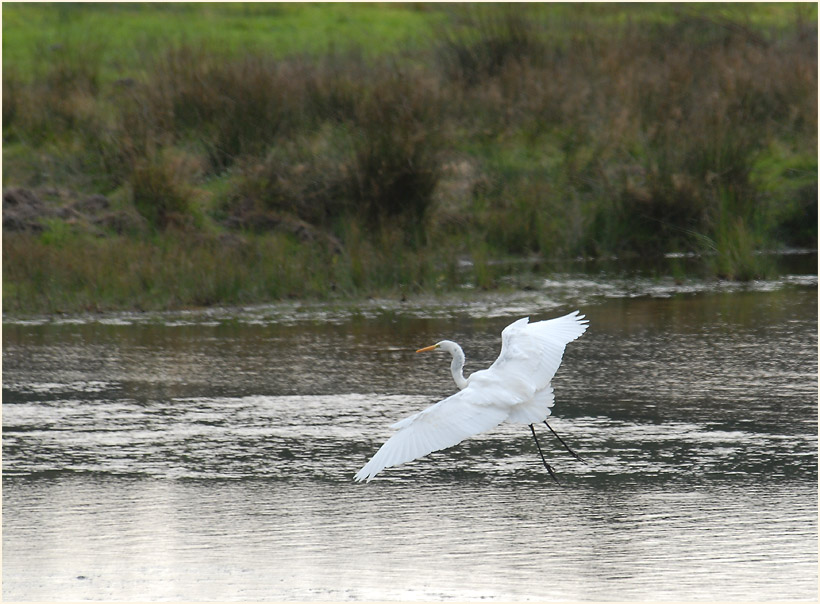 Silberreiher (Casmerodius albus)