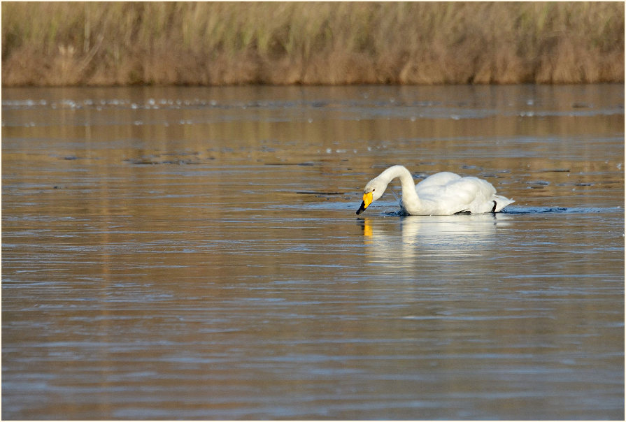 Singschwan (Cygnus cygnus)