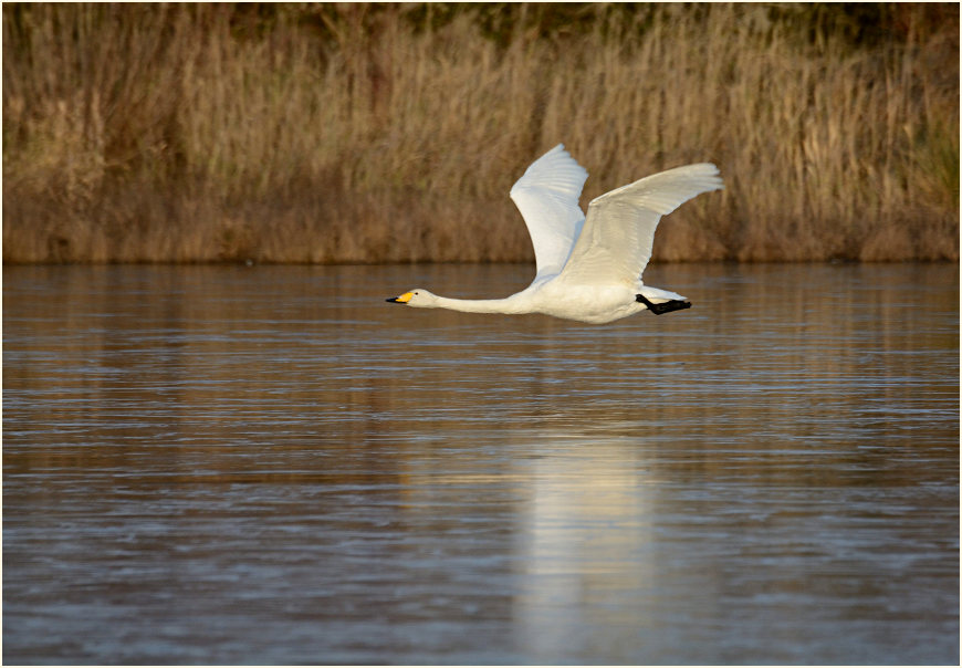 Singschwan (Cygnus cygnus)