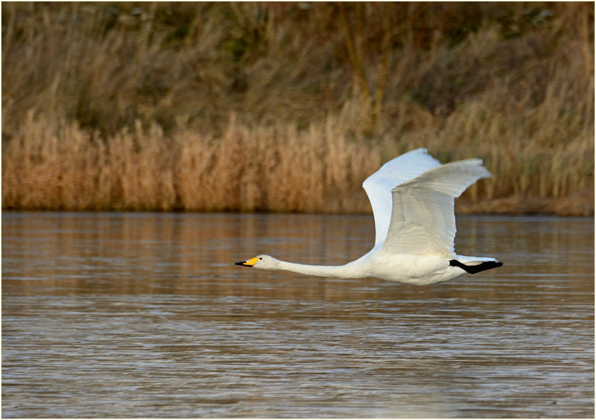 Singschwan (Cygnus cygnus)