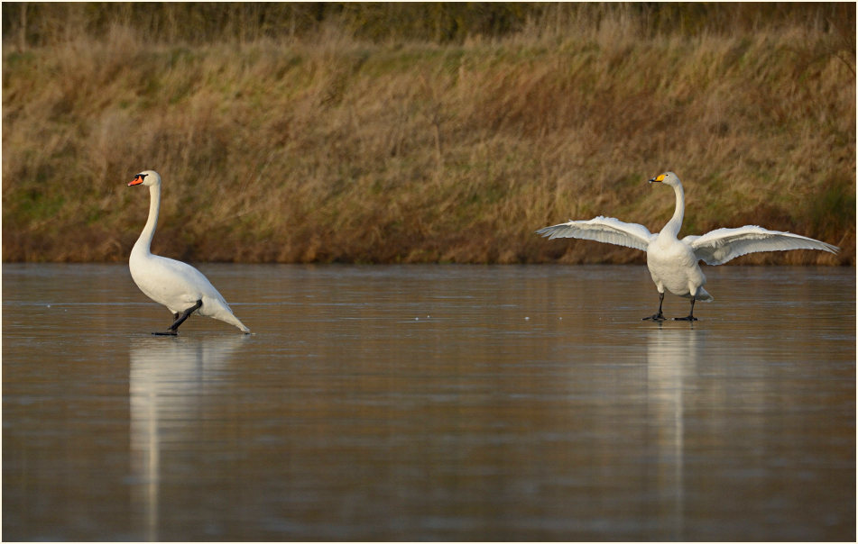 Höcker- und Singschwan (Cygnus cygnus)