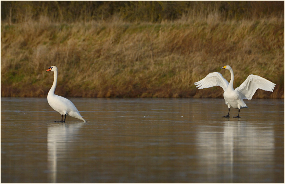 Höcker- und Singschwan (Cygnus cygnus)