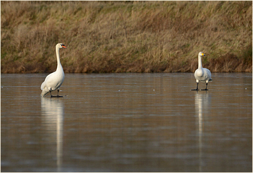 Höcker- und Singschwan (Cygnus cygnus)