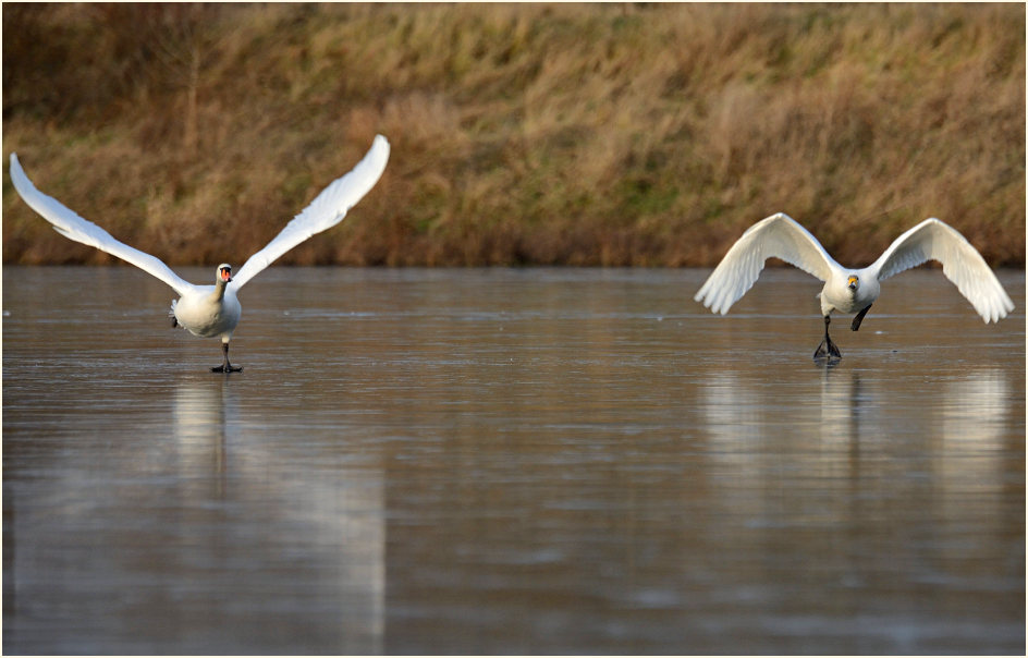 Höcker- und Singschwan (Cygnus cygnus)