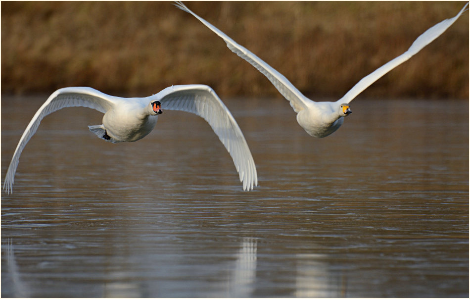 Höcker- und Singschwan (Cygnus cygnus)