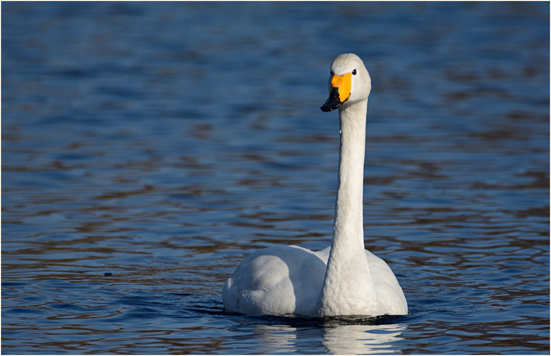 Singschwan (Cygnus cygnus)