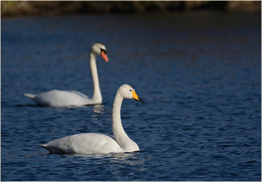 Singschwan (Cygnus cygnus)