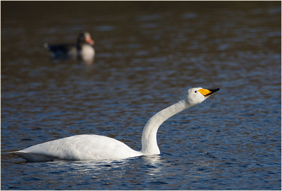 Singschwan (Cygnus cygnus)