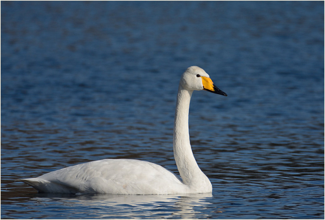 Singschwan (Cygnus cygnus)