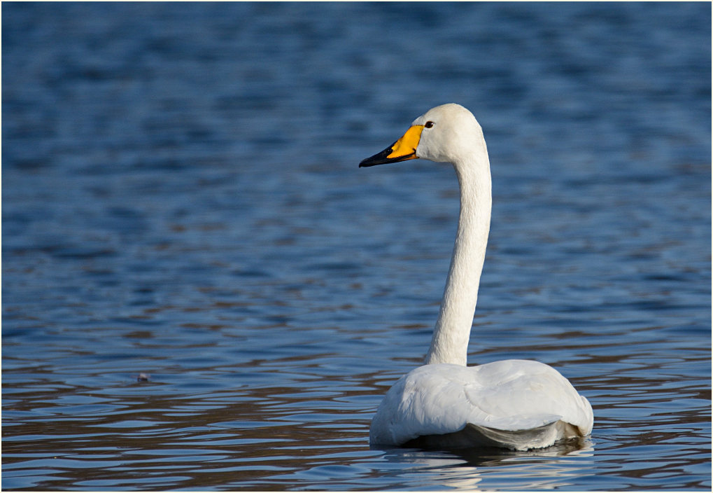 Singschwan (Cygnus cygnus)