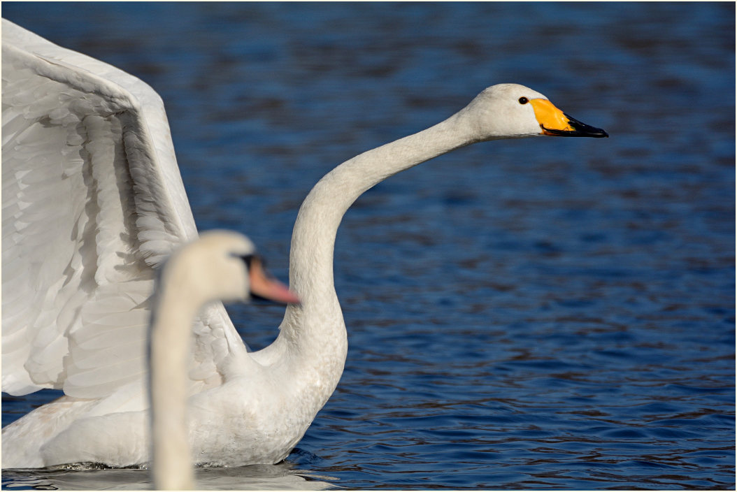 Singschwan (Cygnus cygnus)