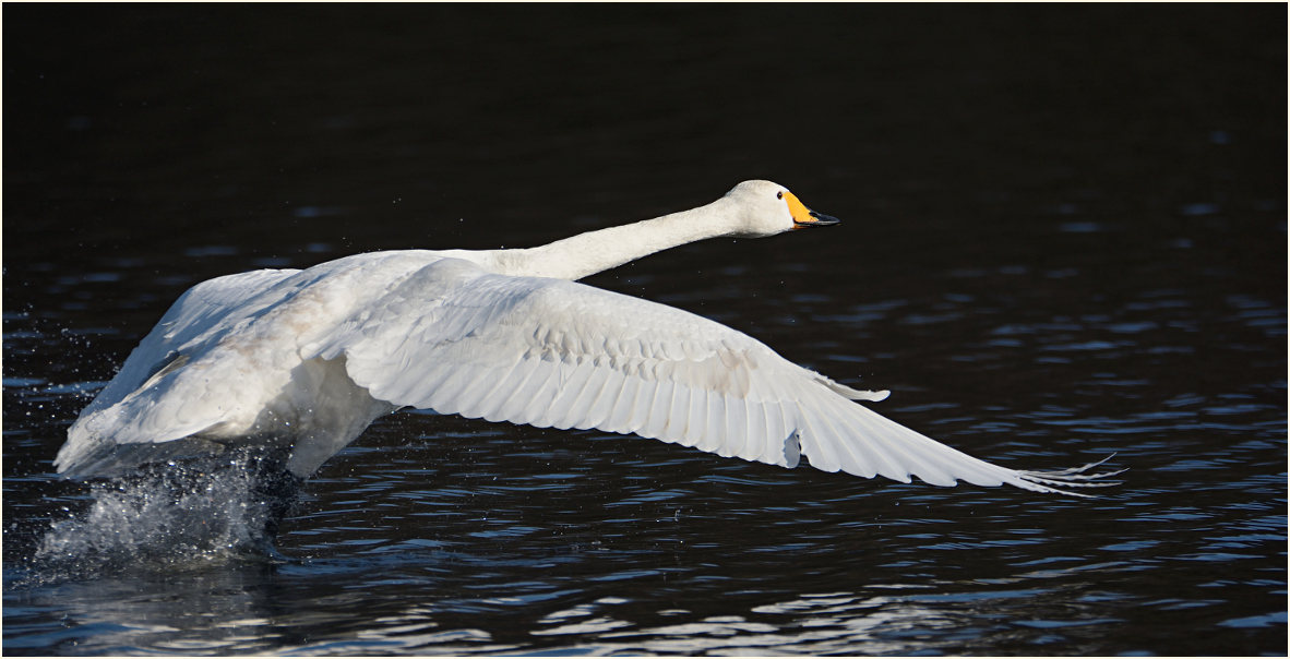 Singschwan (Cygnus cygnus)