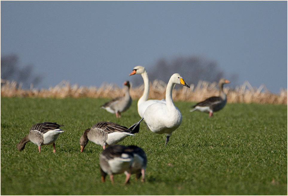 Singschwan (Cygnus cygnus)