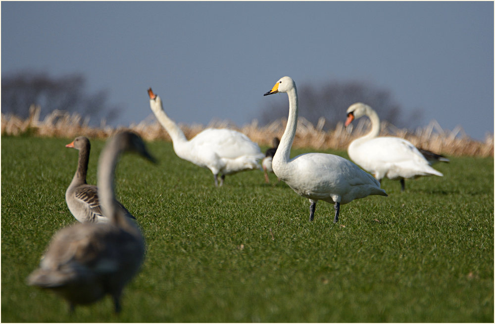 Singschwan (Cygnus cygnus)