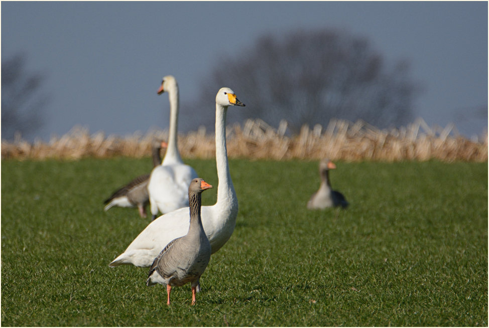 Singschwan (Cygnus cygnus)