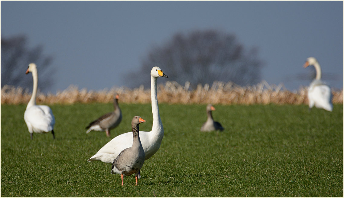 Singschwan (Cygnus cygnus)