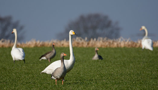 vergrößern