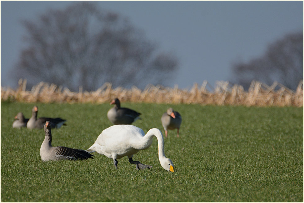 Singschwan (Cygnus cygnus)