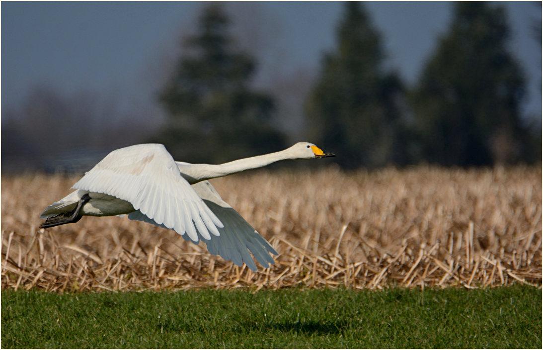 Singschwan (Cygnus cygnus)