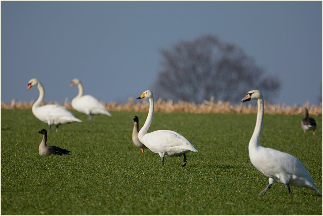 Singschwan (Cygnus cygnus)