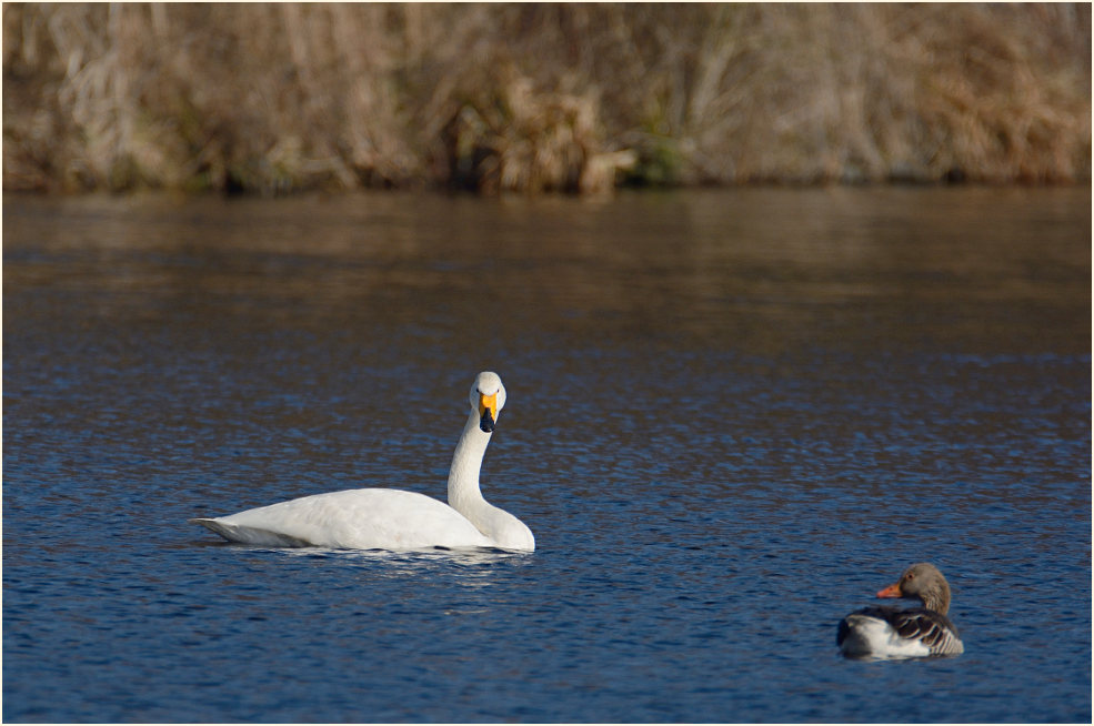 Singschwan (Cygnus cygnus)