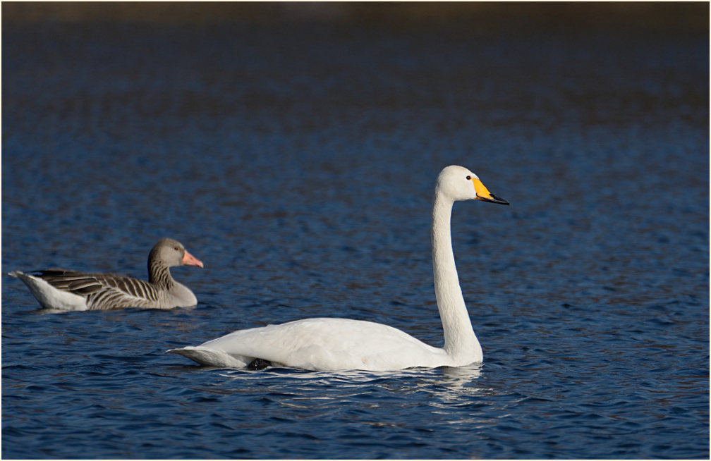 Singschwan (Cygnus cygnus)